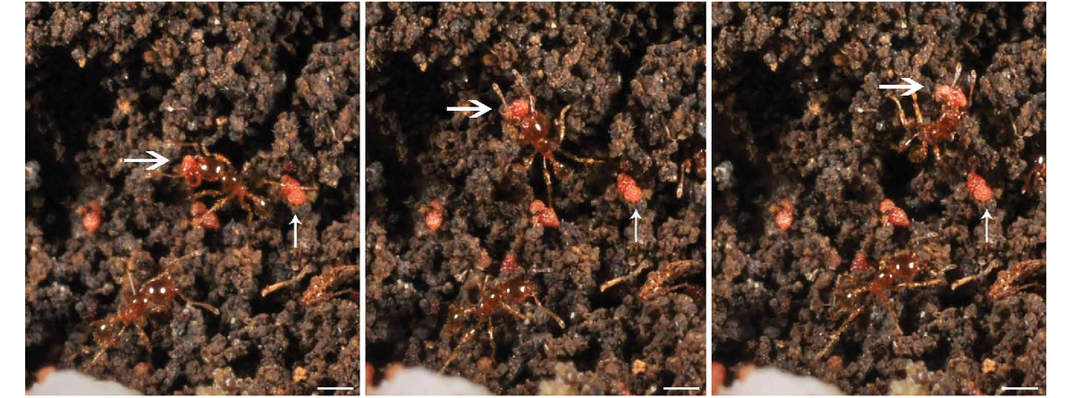       Rafflesia speciosa    .     ,   .  = 1 .   Pelser, P.B., Nickrent, D.L., & Barcelona, J.F. (2018). A conservation genetic study of Rafflesia speciosa (Rafflesiaceae): patterns of genetic diversity and differentiation within and between islands. Blumea - Biodiversity, Evolution and Biogeography of Plants.
