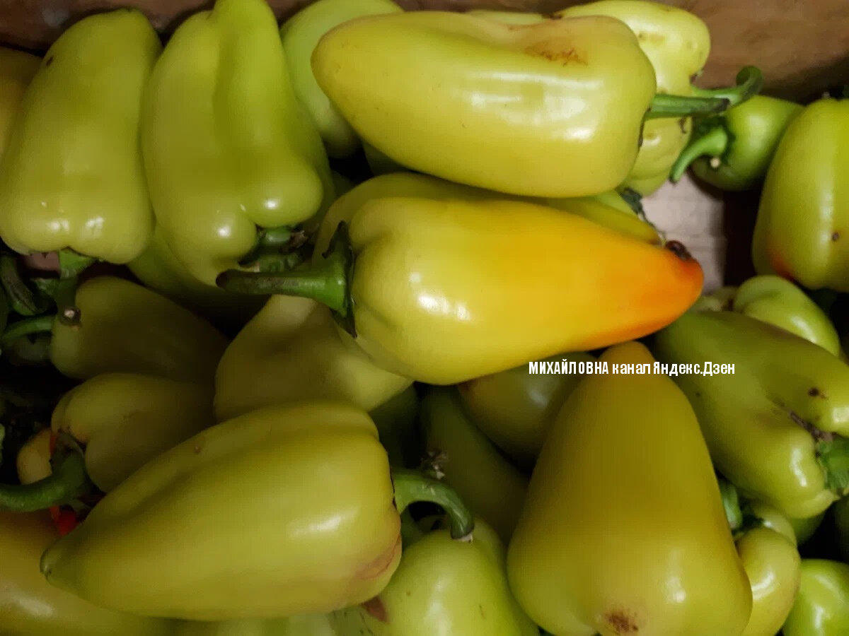 свежий перец в магазине светофор, овощи от комбината московский в светофоре