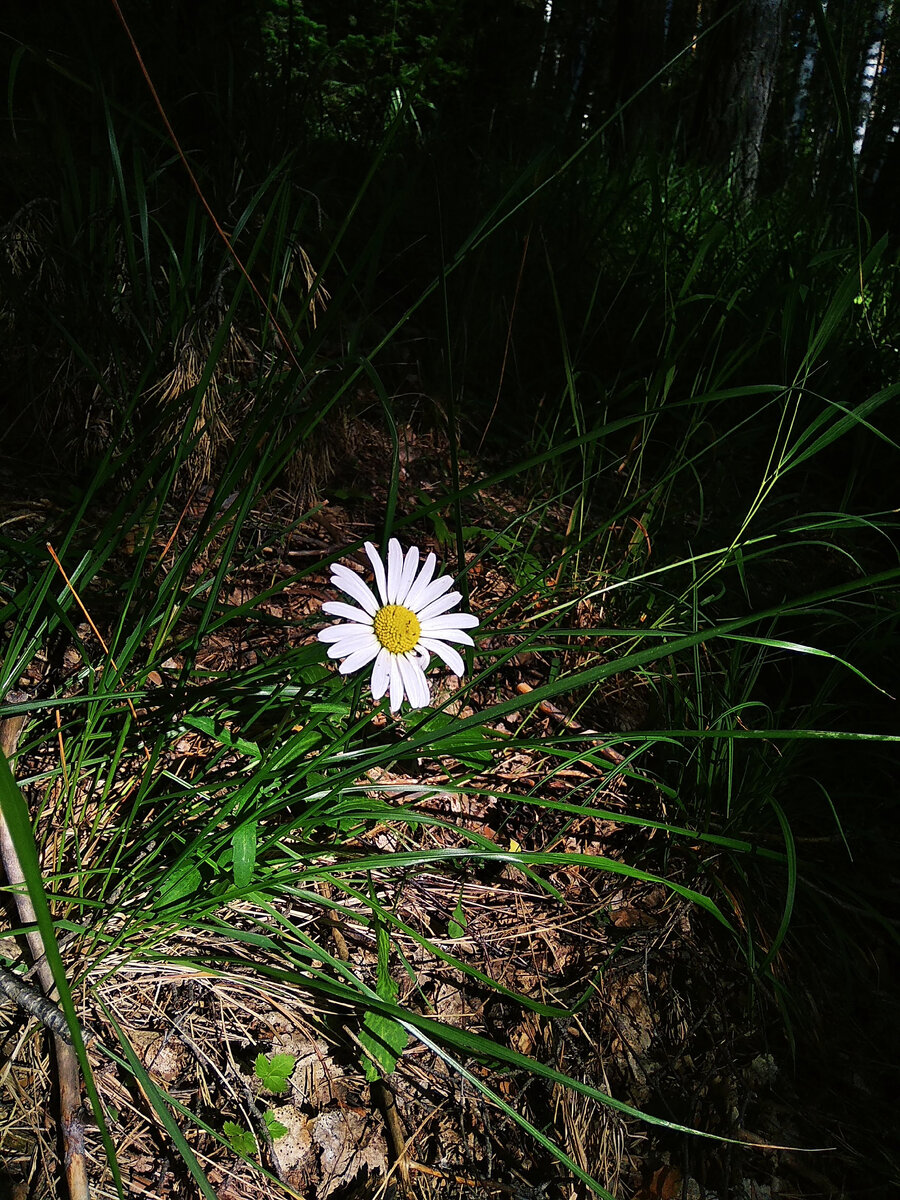 Вечерний свет (фото из леса)