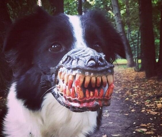 Юмор в самых неожиданных ситуациях заставит сначала напрячься, а потом облегченно рассмеяться