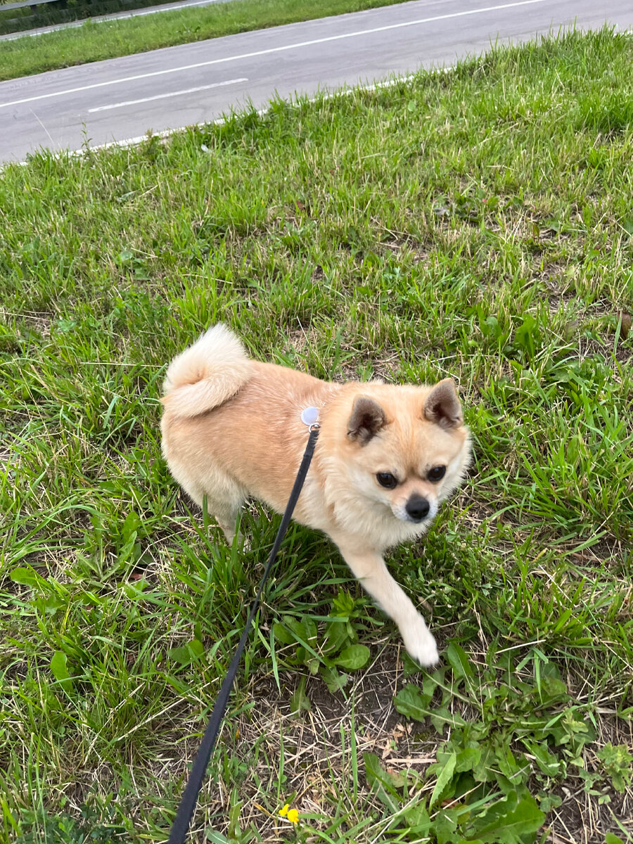 Фото автора. Решительно надо пройтись вдоль дороги. 