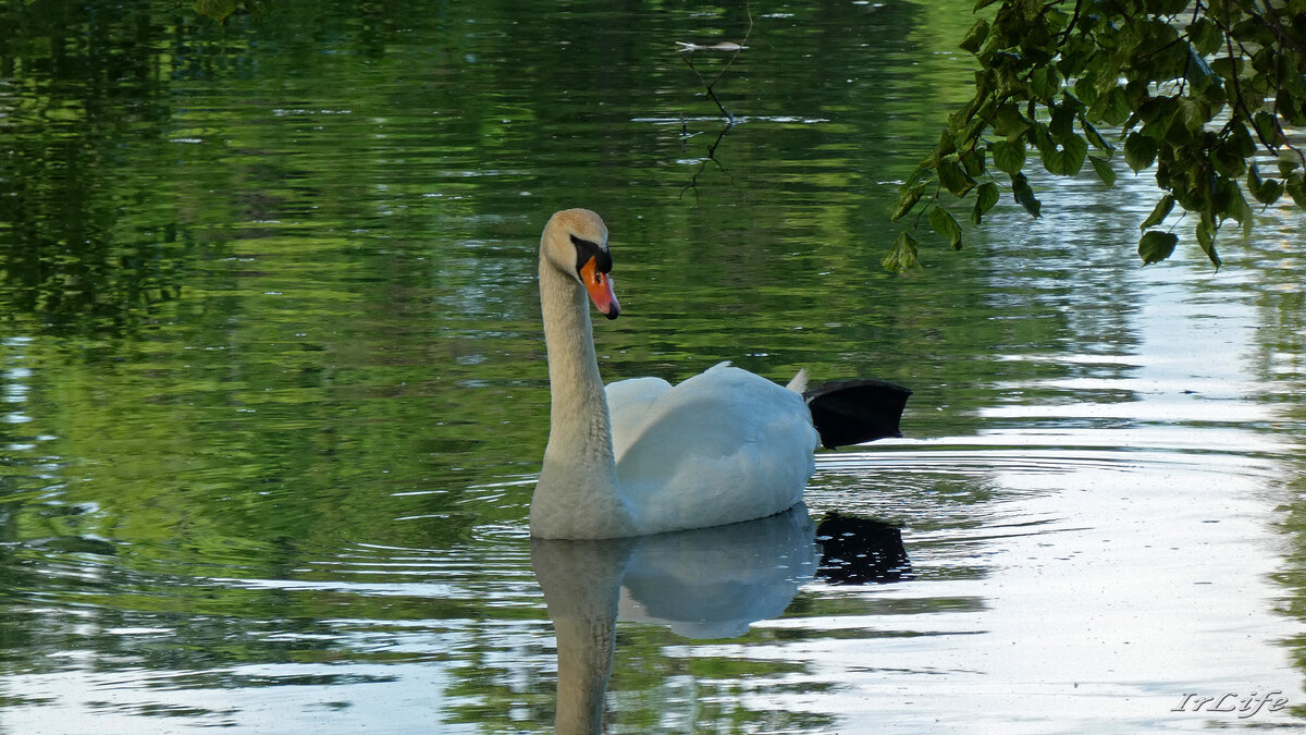 Георгий. Гатчинский парк. 24.06.2023 г.