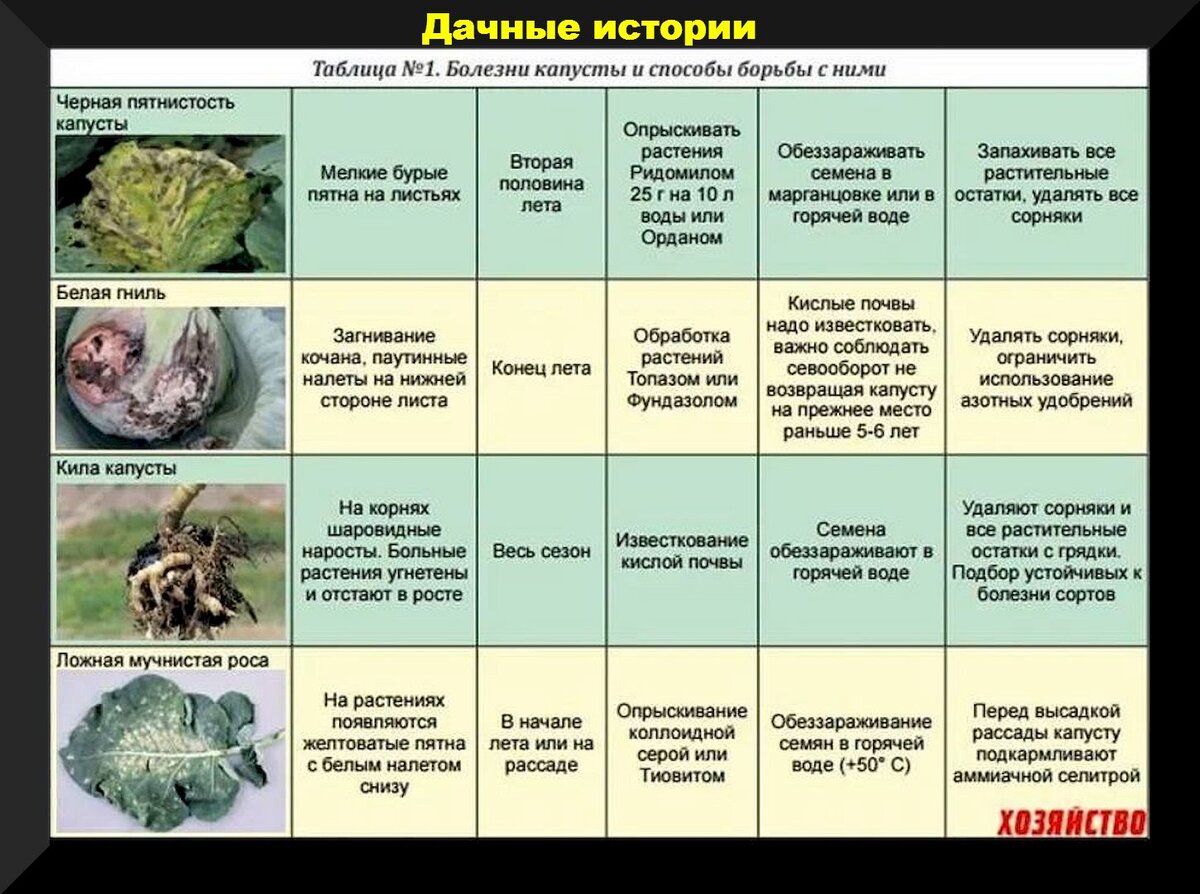 Подкормка капусты в июне: как обеспечить рост в начале, середине и конце месяца? Народные средства для обработки