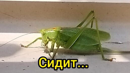 Настырный кузнечик настойчиво пытается забраться в дом через окно😆