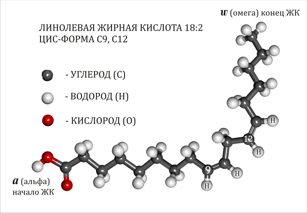 Линолевая кислота где содержится в продуктах. Линоленовая кислота Омега 6. Линолевая и линоленовая кислоты формулы. Линолевая кислота и линоленовая кислота.