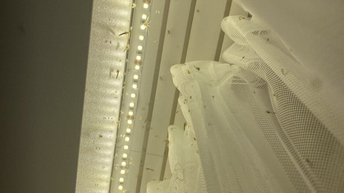     Жители дома №36 в ЖК «Ватсон» в Кстовом округе обеспокоены появлением арендатора, который использует цокольный этаж как склад для луковиц. Из-за этого якобы у них в квартирах завелись мошки и стало плохо пахнуть. Об этом NewsNN рассказала одна из местных жительниц.