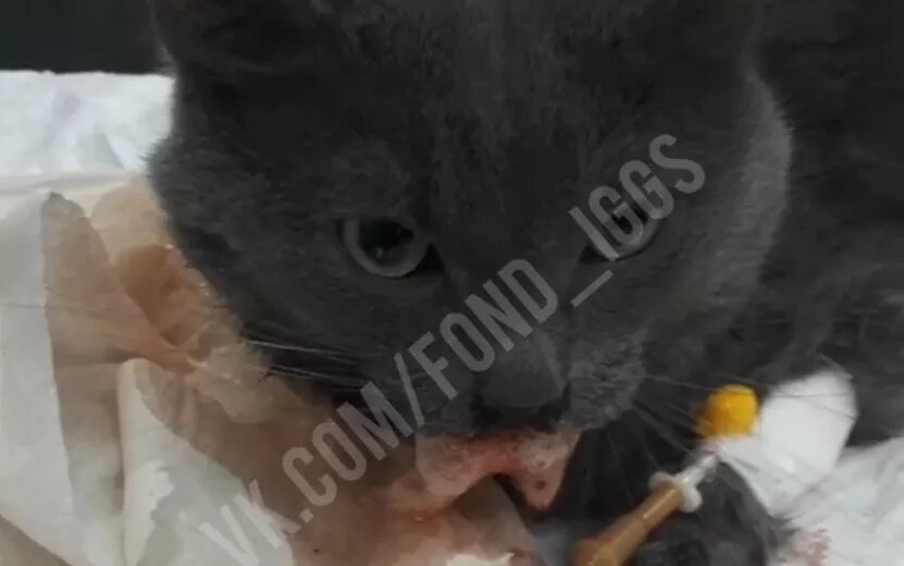    Кот погиб при падении из окна многоэтажки в Ижевске