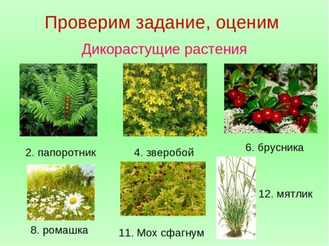 какие бывают дикорастущие растения