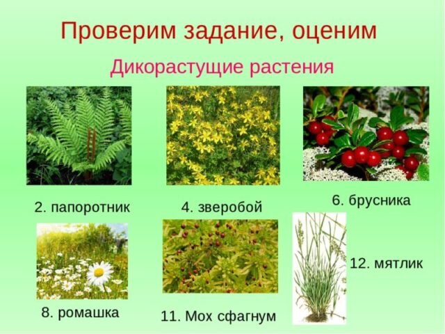 Дикорастущие растения