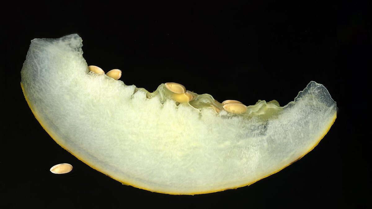    Дыня© Olga Kudriavtseva