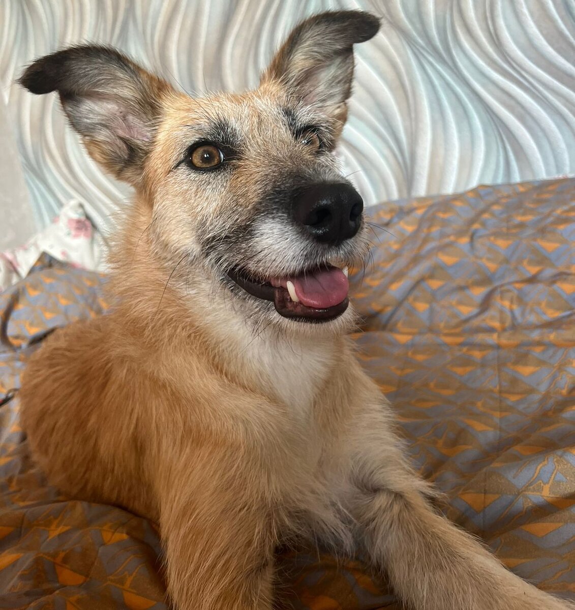 Красотка Чуча (фото из дома)