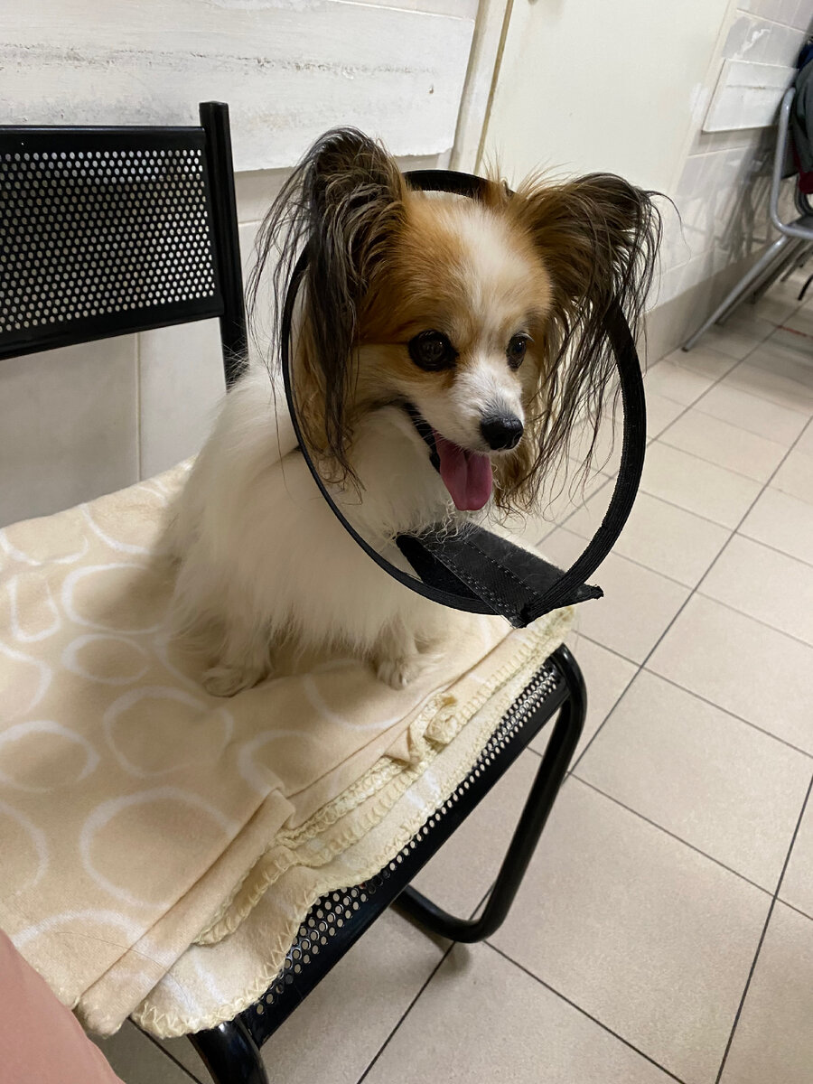 Ждём рентген. Воротник надели, потому что от боли он кусается, когда его берёшь на руки. 