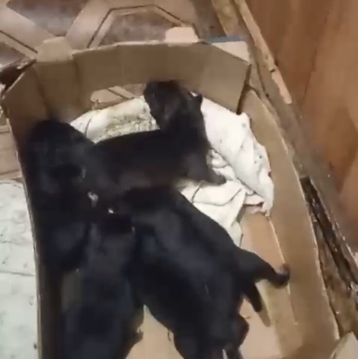 Щенки