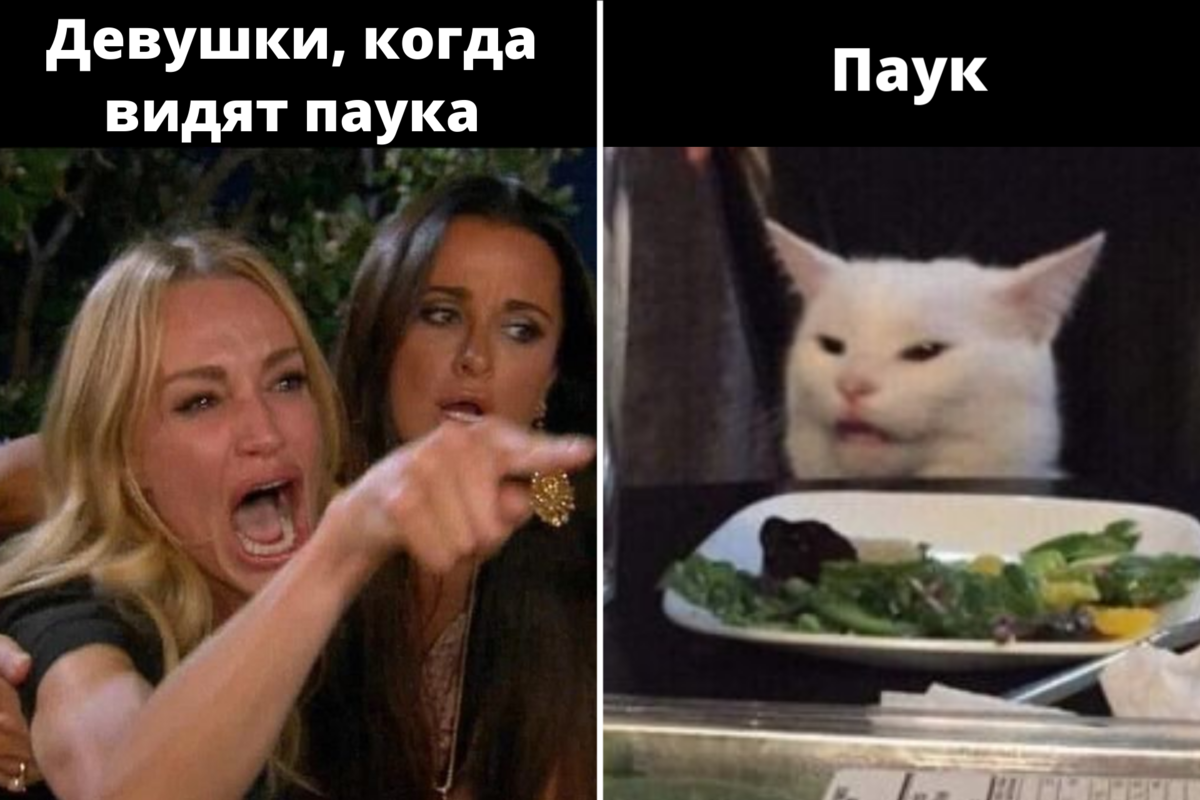 Две бабы и кот