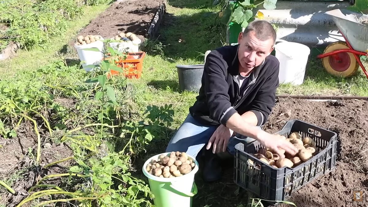 Даже крысы и свиньи ею брезгуют: какой картошкой торгуют в бюджетных  супермаркетах | НОВЫЕ ИЗВЕСТИЯ | Дзен