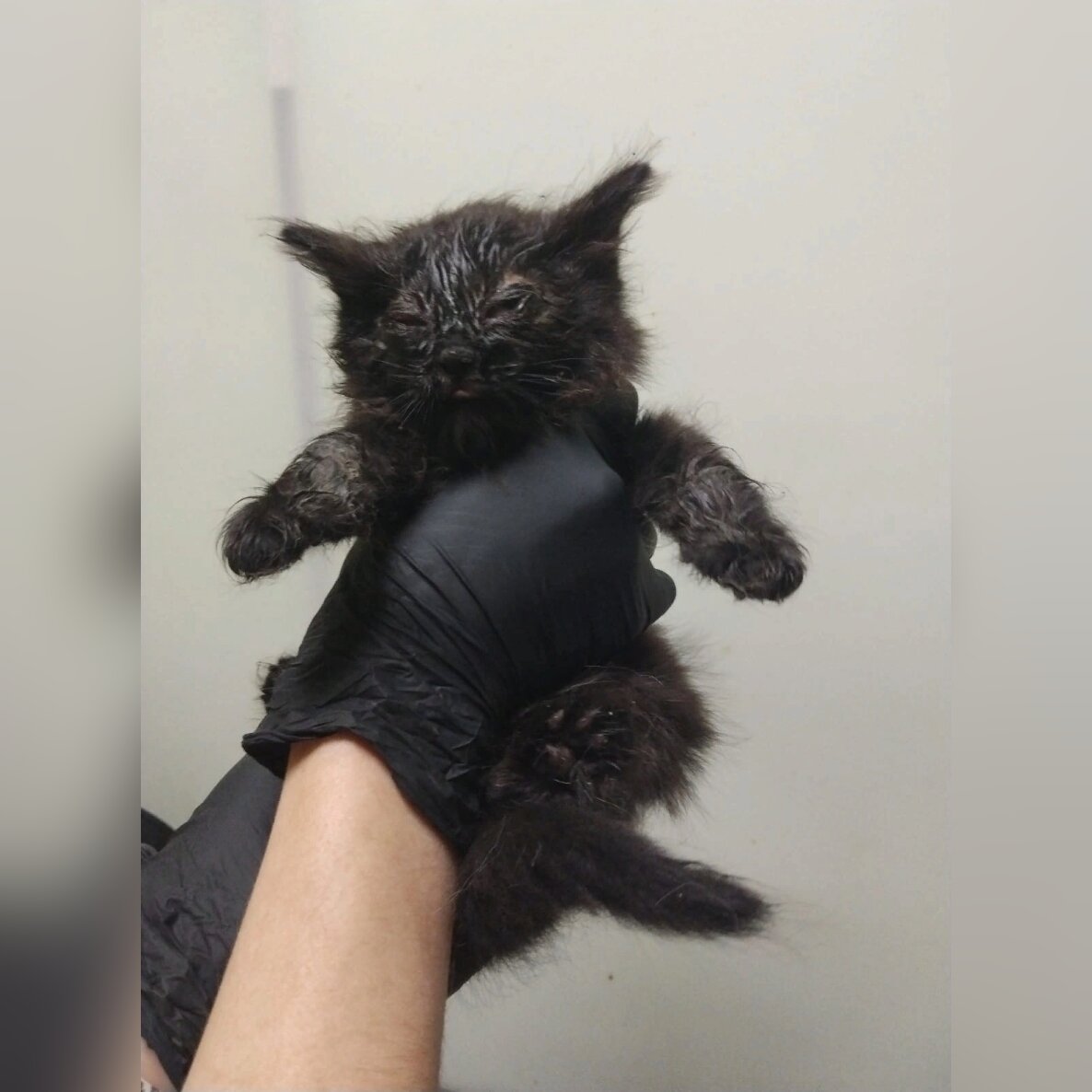 Сладкую Дриппи нашли на улице.