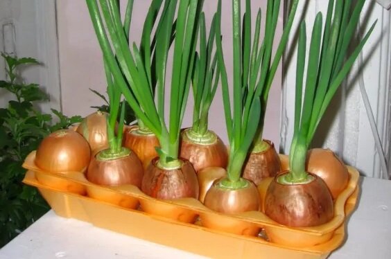 сад и дача, полезные советы, кухня, лук, садоводство, правильное питание, лайфхак