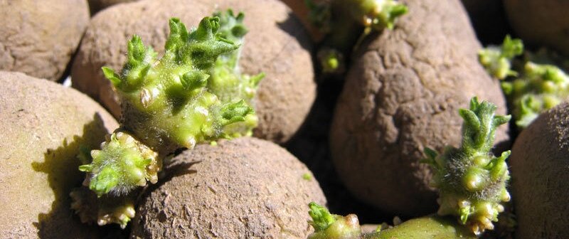 Фото с Интернета: на зеленых ростках уже наклюнулись корешки