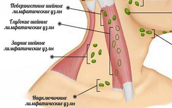 Лимфатическая система