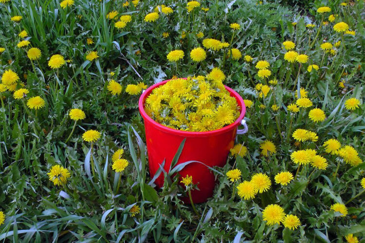 фото: otvetprost.ru / сад дача огород участок садовод растения одуванчики советы