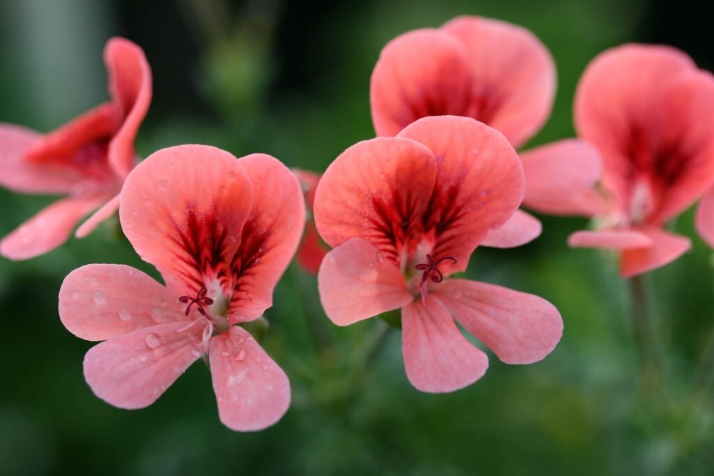 Пеларгония angeleyes orange фото и описание