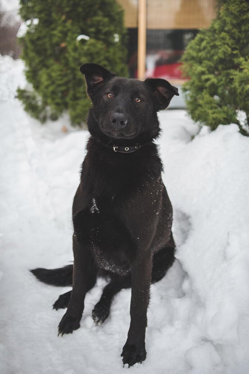 Шема в приюте