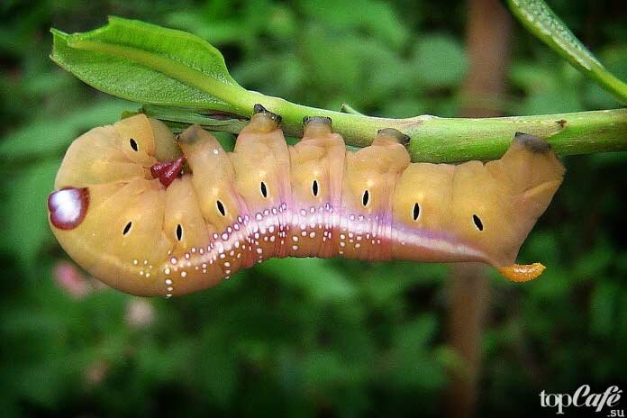 Самые красивые виды гусениц в мире и их ФОТО | ⭐ ТопКафе | Дзен