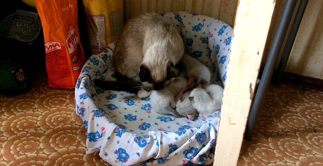 Гайка на кухне, рядом с едой, чтобы далеко не отходить