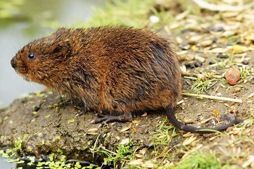 земляная крыса