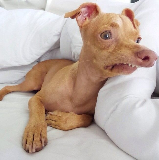 Картинка из интернета