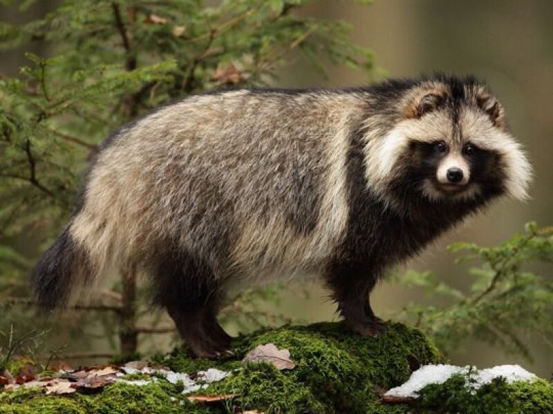 Енотовидные собаки хорошо ориентируются только на местности