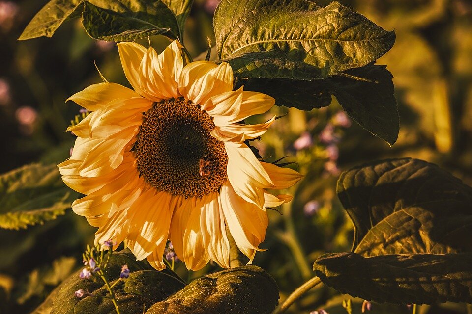https://cdn.pixabay.com/photo/2018/10/19/18/44/sunflower-3759285_960_720.jpg