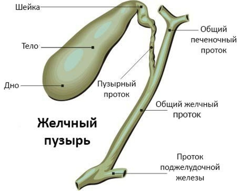 Применение желчный пузырь