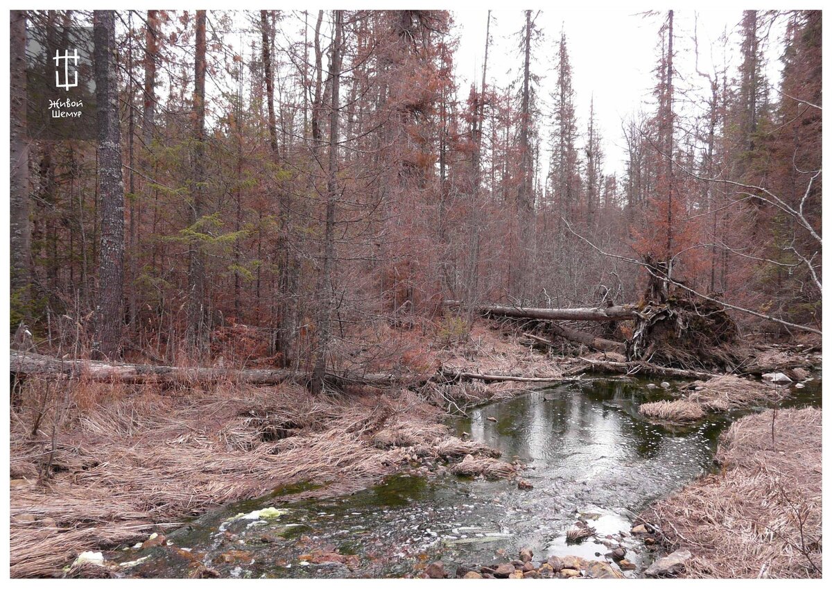 Роберт Карапетян