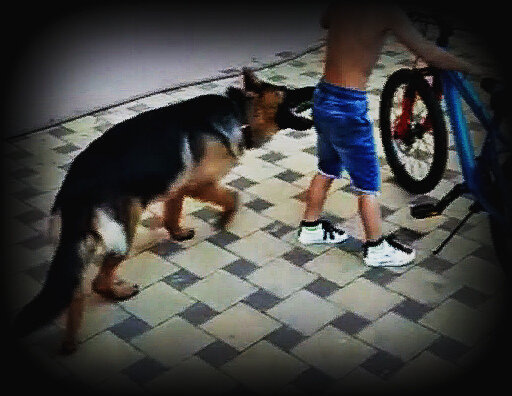 Собака не дает покоя мальчику