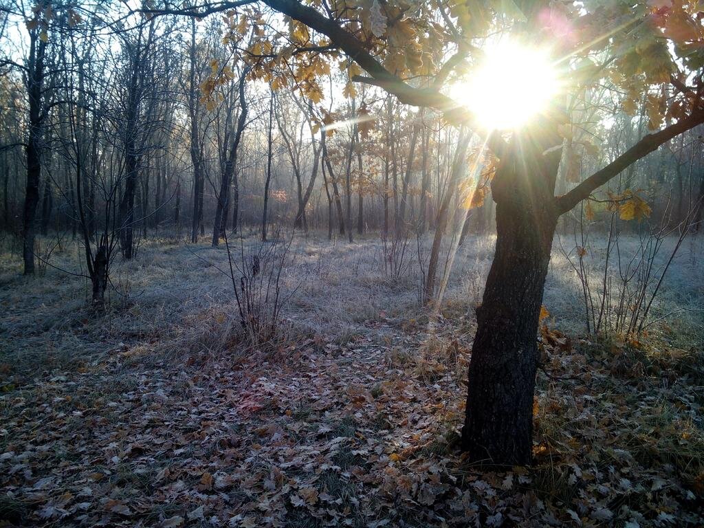 Фото Яндекс-картинки 