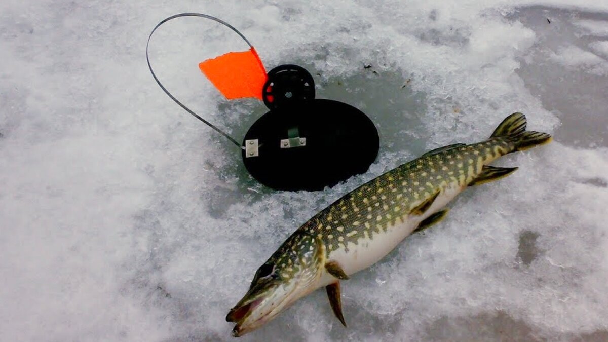 Щука и жерлица / фото яндекс-картинки