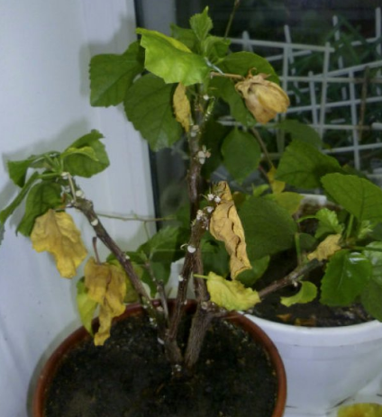 Все изображения к статье взяты из общего доступа в качестве иллюстрации