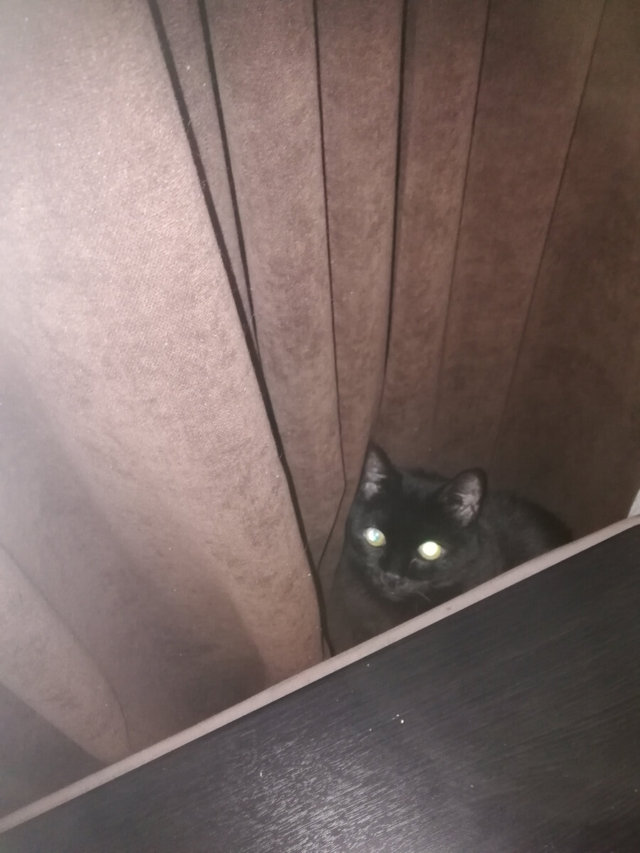 Это я Коле показывала место, а Пуся туда и залез опять (между шторами и диваном)