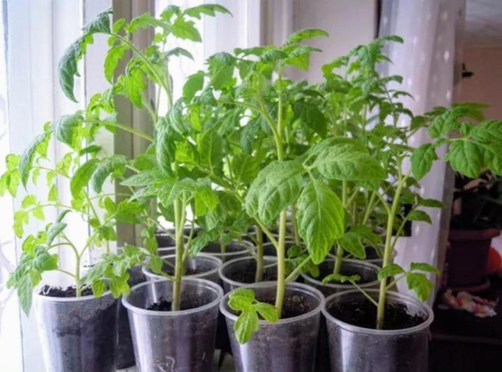 рассада помидор всходы. рассада помидор пикировка в стаканчики. рассада помидор в пластиковых стаканчиках 250 мл. пикировать рассаду помидор. рассада высокорослых томатов.