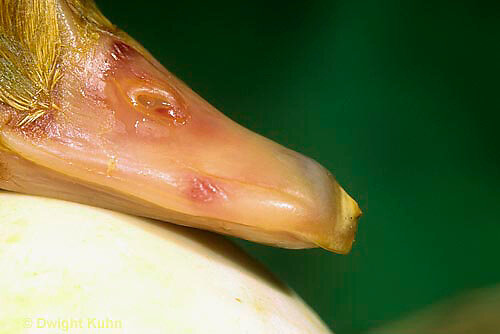 Источник фото: ssl.c.photoshelter.com