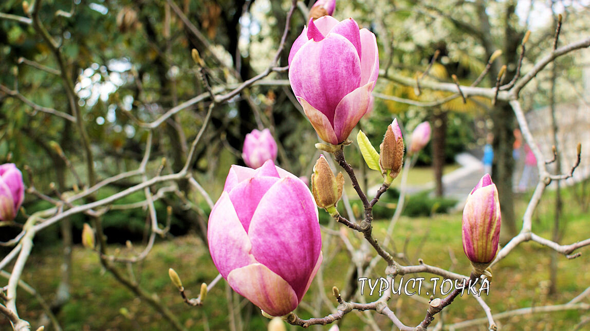 Магнолия Суланжа