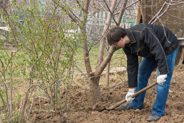  Как и когда можно задернять почву в саду, где растут яблони и сливы? Почву в плодовом саду можно задернять через 8–10 лет после посадки саженцев.
