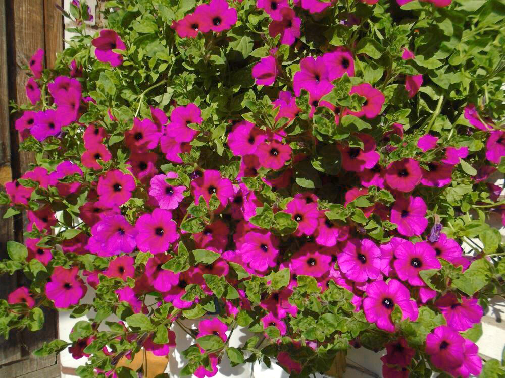 Суперкаскадная петуния Прилив