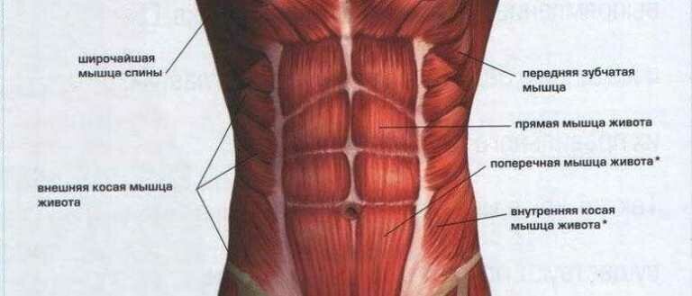 Transverse abdominal muscle