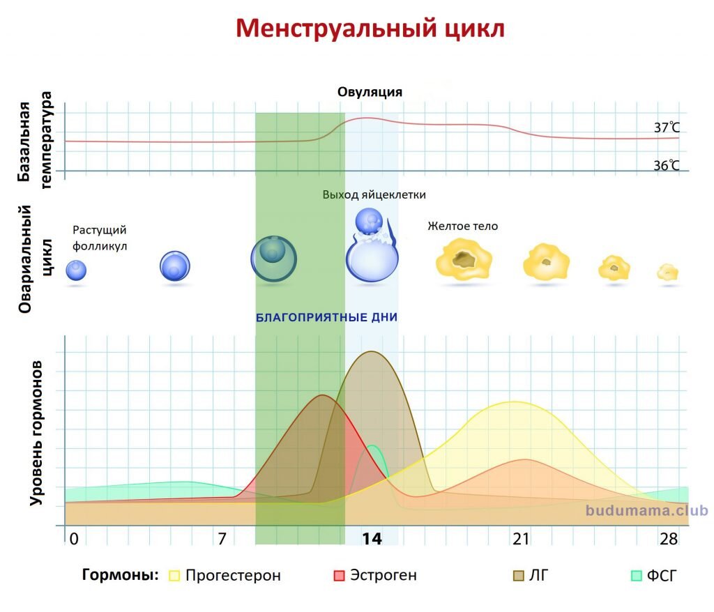 Календарь овуляции Babystart 📅 Препараты для фертильности и зачатия