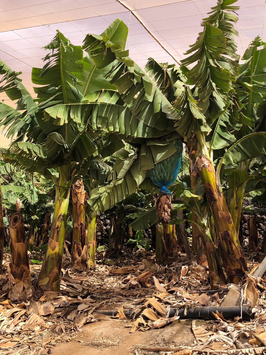 Банановая плантация на Тенерифе