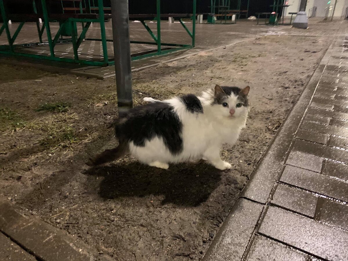 Кошачий приют екатеринбург. Преданное сердце приют СПБ. Бездомная кошка посреди дороги. Кошачий приют преданное сердце 100 кошек кошка атом. Екатеринбург приют Марс все животные.