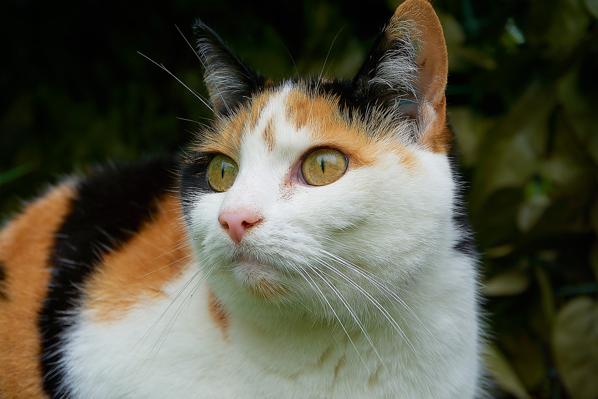 Приносит ли трёхцветная кошка счастье? | Дилендик Ольга | Дзен