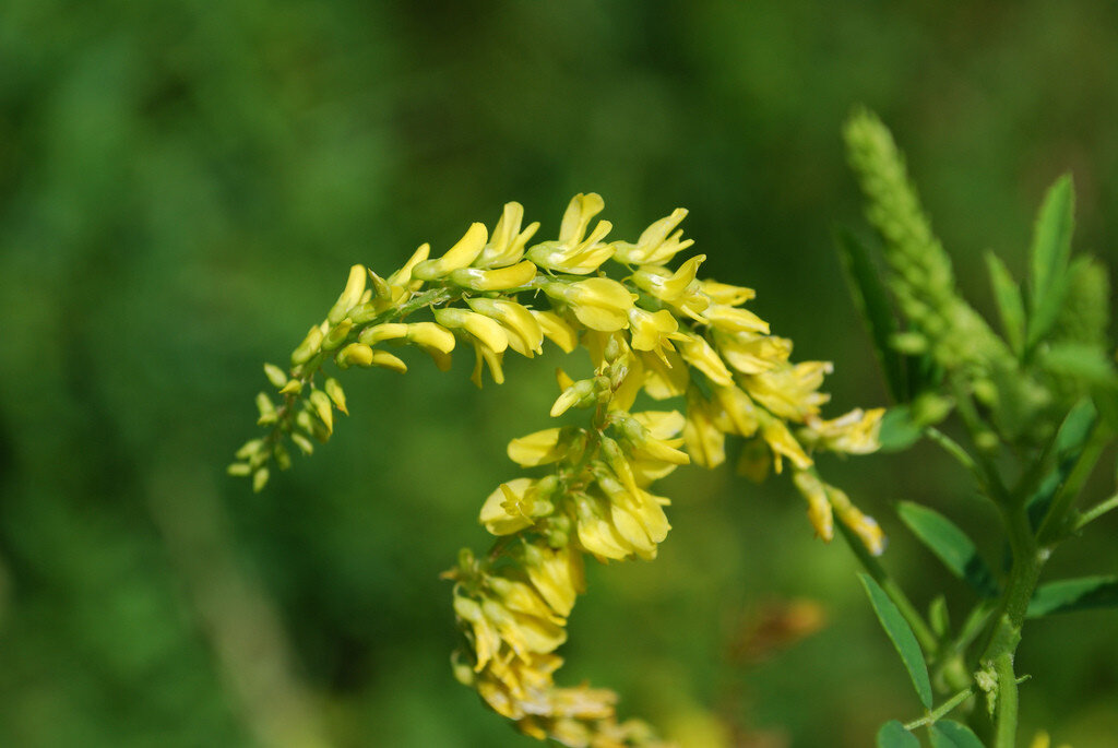 Melilotus officinalis